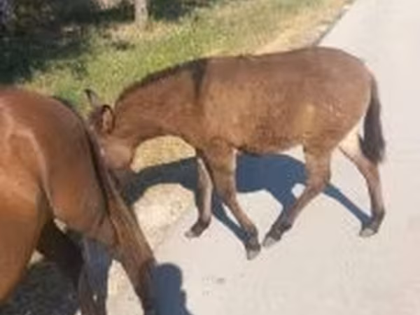 مادیان, اسب