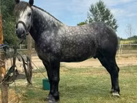 Cavalo, Cavalos — foto 3