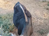 Byk, Swiss cattle — zdjęcie 3