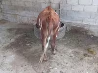 Stier, Swiss cattle — foto 2