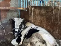 گاو نر, Russian Black pied cattle — عکس 2