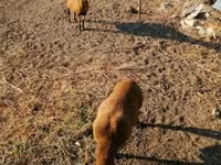 Får, Cameroon sheep — foto 3