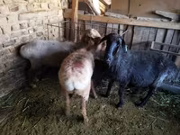 Montone, Pecore — foto 3