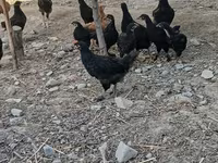 Chickens — Foto 5