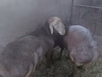 แกะตัวผู้, Arashan sheep — รูปภาพ 3