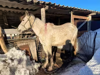 Kuda betina, Kazakh horse — foto 4