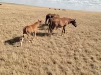 اسب نر, Kazakh horse — عکس 2