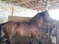 گھوڑا, Thoroughbred horse — تصویر 1