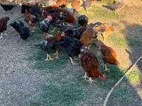Chickens — รูปภาพ 3