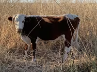 گاو نر, گاو سفیدسر قزاقستانی — عکس 1