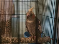 Məhsul: Nimfa papuqayları (Cockatiel) və qəfəs dəsti Təsvir: - — fotografija 1