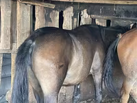 Kobila, Horse breed — fotografija 2