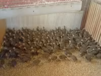 Guinea fowl — الصورة 2