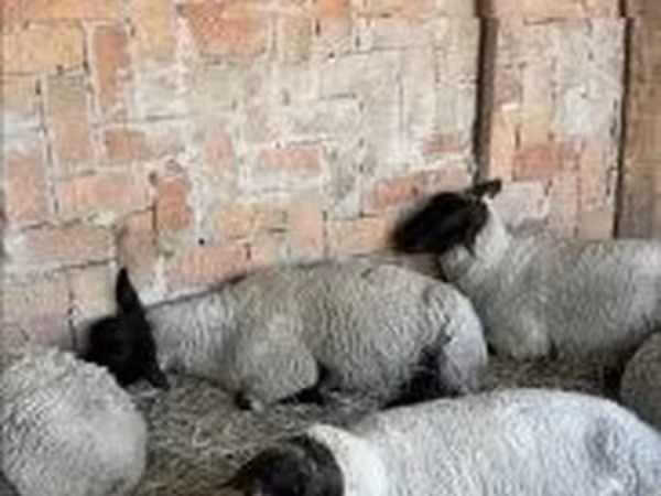 Овца, White Suffolk sheep