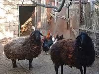 میش, Karabakh sheep — عکس 4
