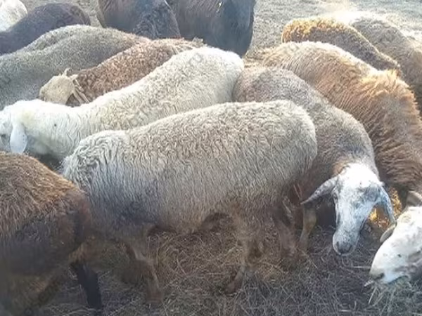 Vædder, Kuibyshev sheep