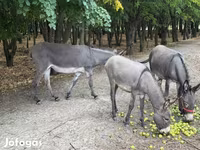 Cavalla, Cavalli — foto 5