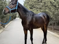 Cheval, Thoroughbred horse — photo 8