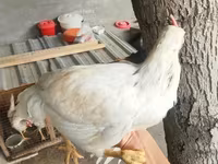 Chickens — foto 1