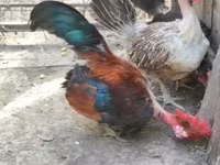 Chickens — photo 5