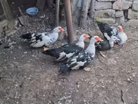 Ducks — foto 2