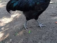 Chickens — foto 2