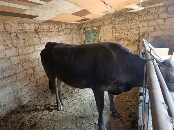 Cow, Brown Latvian — Kyrgyzstan