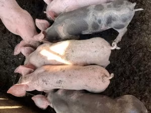 Domuzlar (parti, cinsiyet belirtilmedi), Domuzlar