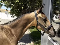 Cavalo, Akhal-Teke — foto 3