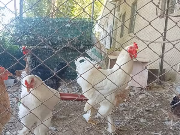 Brahma