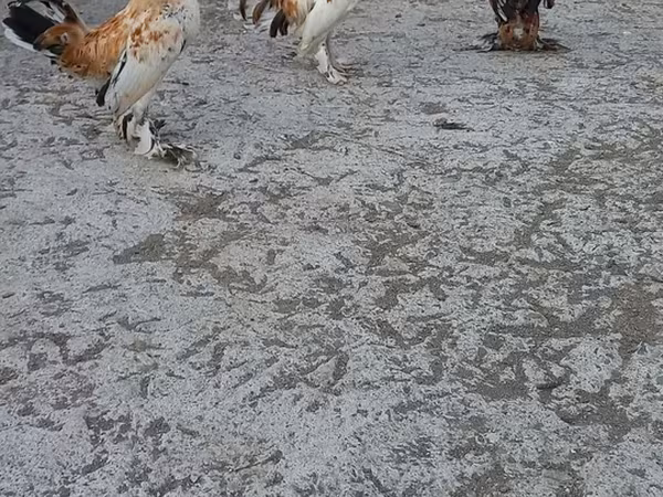 Bantam giapponese