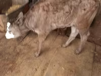 گاو و گوساله (گروه، جنسیت مشخص نشده), Russian Black pied cattle — عکس 2