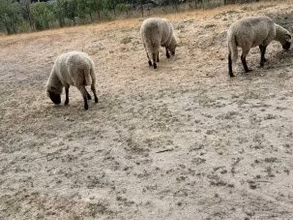 میش, گوسفند