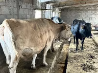 Krava, Simmental cattle — foto 3