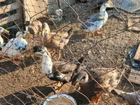 Ducks — ảnh 7