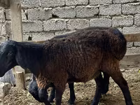 Qoç, Rhon sheep — foto 1