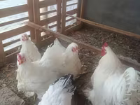 Chickens — عکس 8