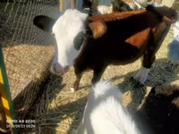 گاو ماده, گاو سفیدسر قزاقستانی — عکس 3