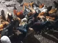 Chickens — foto 2