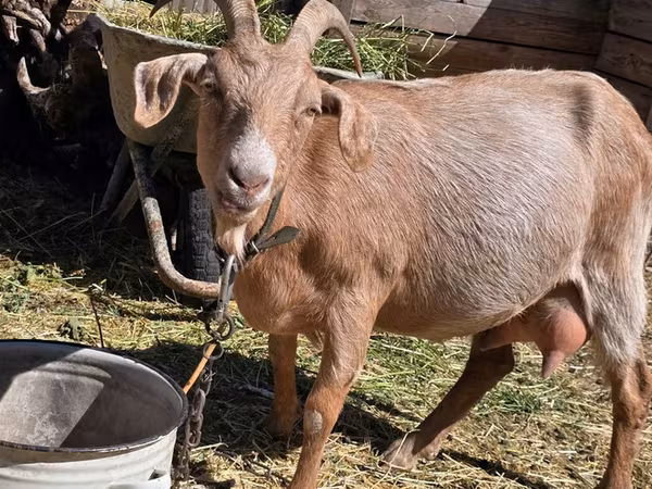 Goat, Goats — Moldova