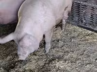 Porci (lot, sex nespecificat), Porci — foto 4