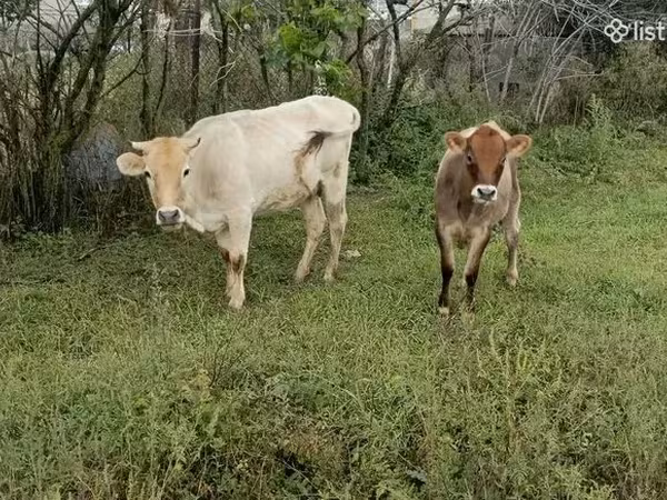 母牛, Cattle