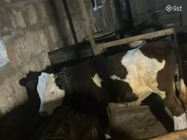 Banteng, Cattle