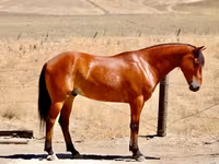 اسب نر, Quarter Horse — عکس 2