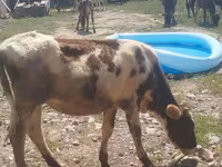 Vache, Russian Black pied cattle — photo 2