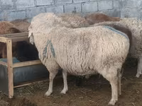 میش, گوسفند — عکس 3