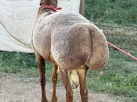 Beran, Arashan sheep — foto 6