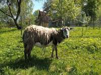 თხა, Kejobong goat — ფოტო 1