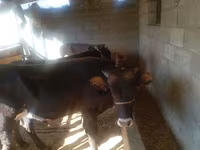 황소, Swiss cattle — 사진 1
