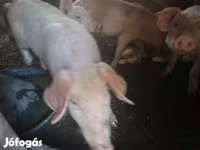 Babi betina, Pigs — foto 1